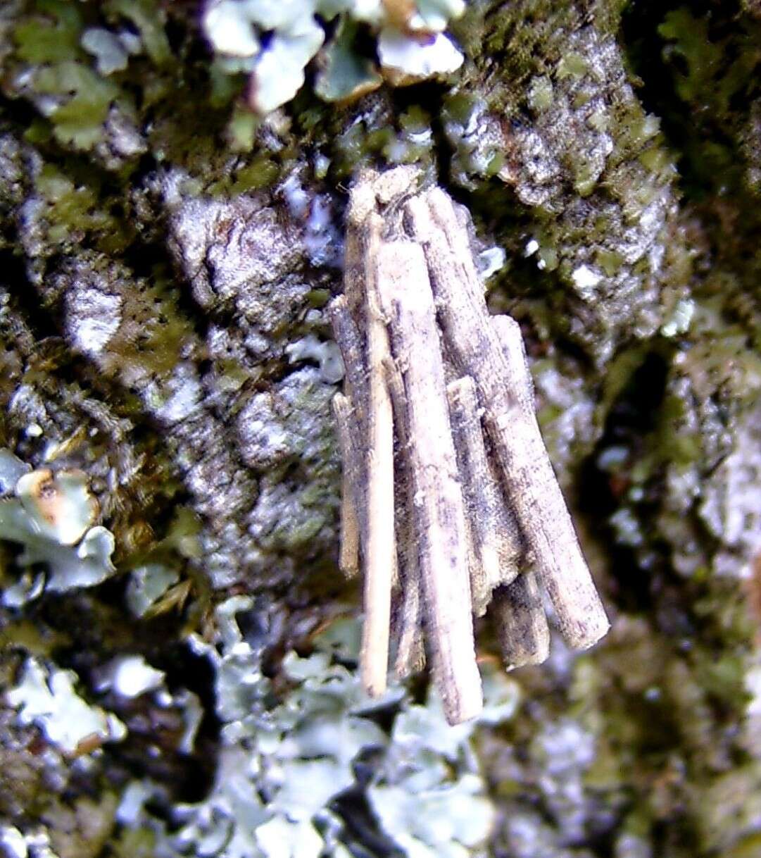 Image of Psyche crassiorella