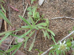 Слика од Silene aethiopica subsp. aethiopica