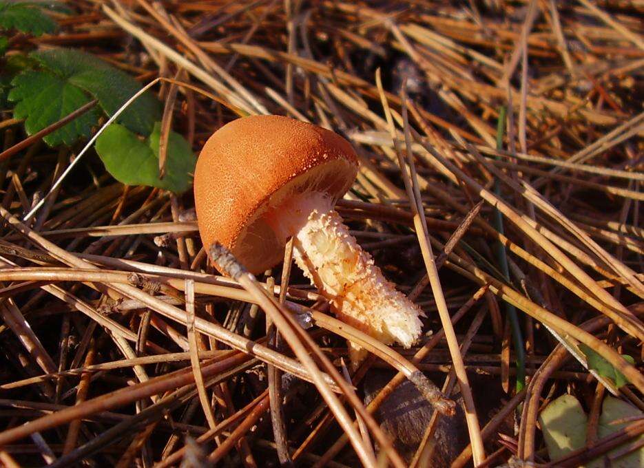 Imagem de Cystodermella cinnabarina (Alb. & Schwein.) Harmaja 2002