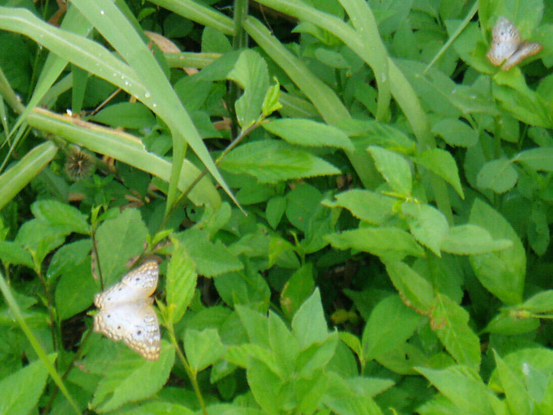 Image of White Peacock