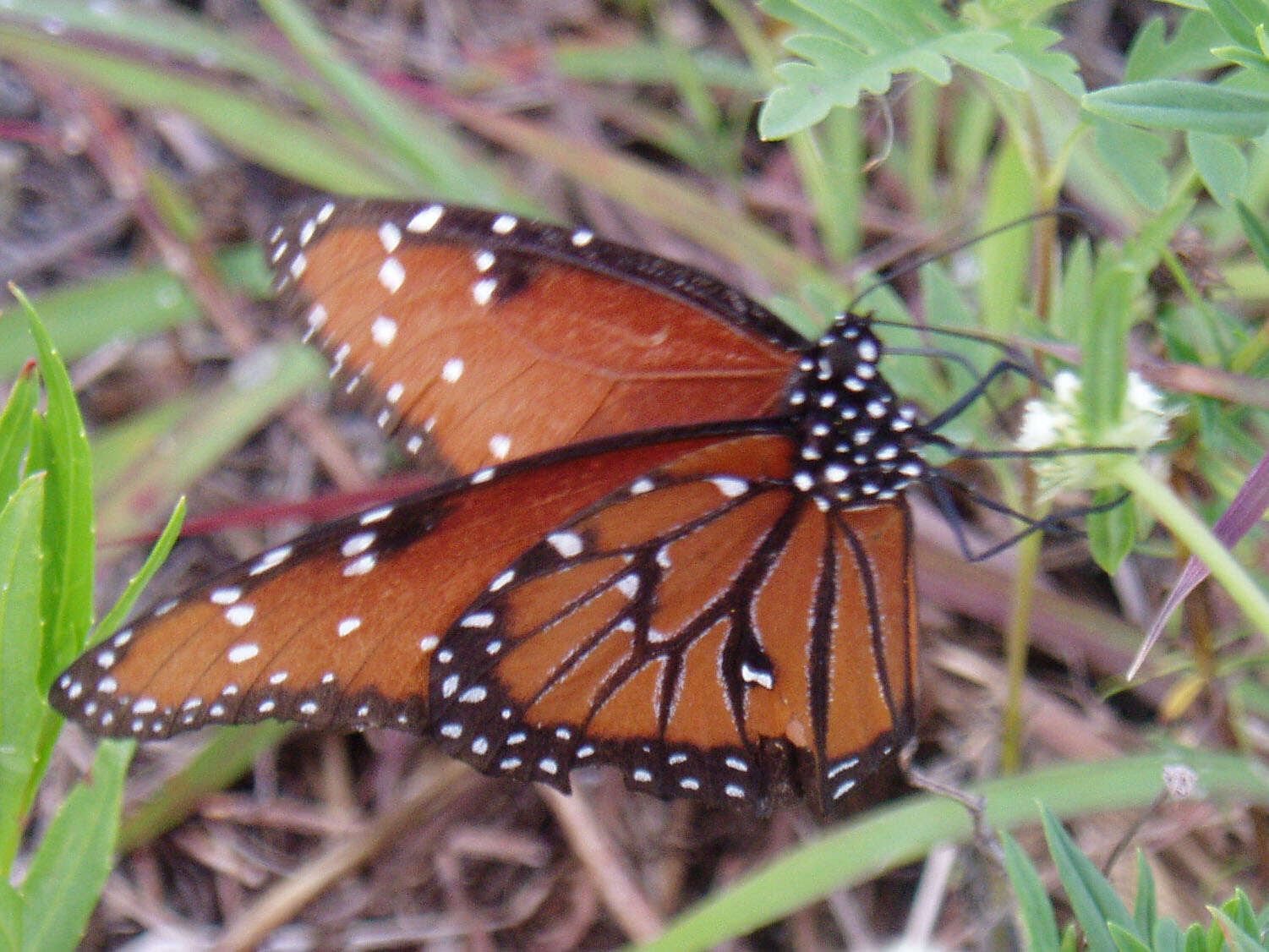 صورة Danaus (Anosia) gilippus Cramer 1775