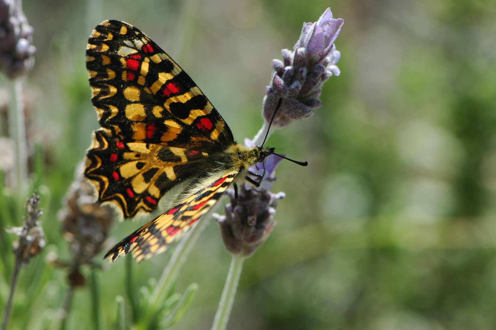 Image of Zerynthia rumina (Linnaeus 1758)