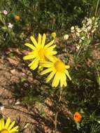 Plancia ëd Senecio glaucus L.