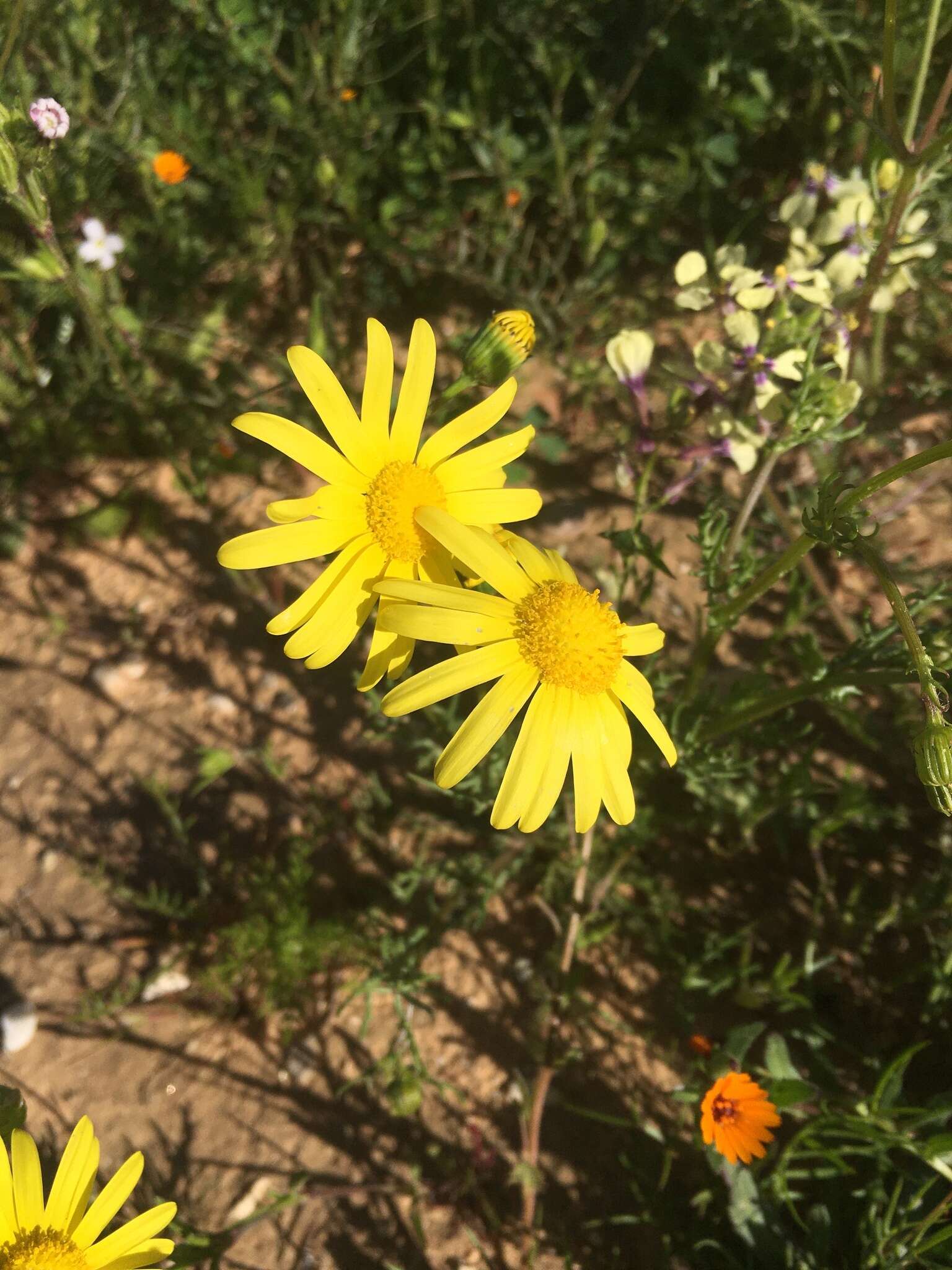 Plancia ëd Senecio glaucus L.