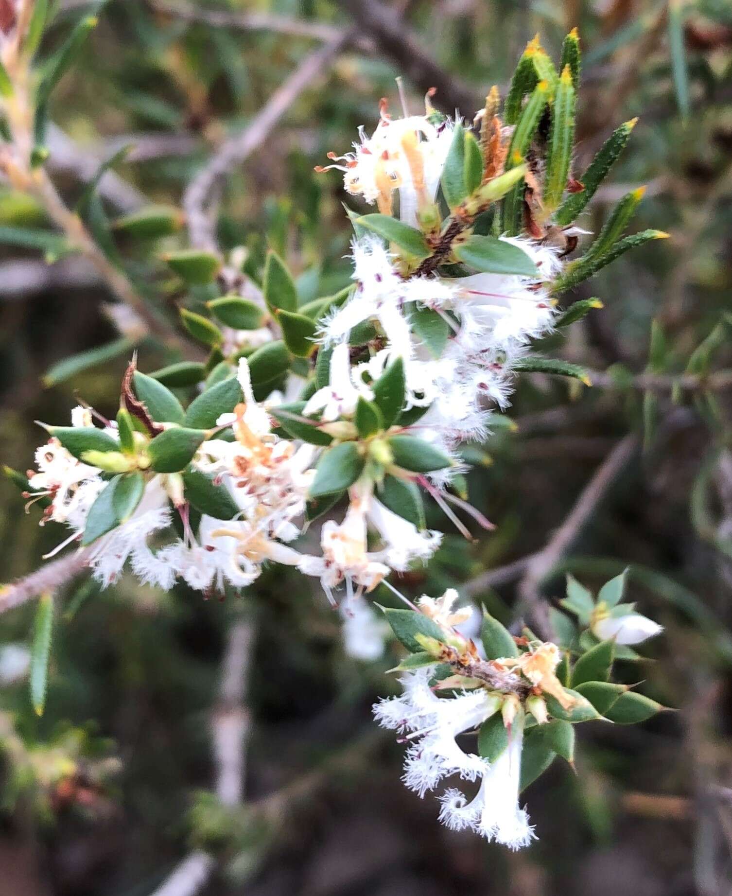 Sivun Styphelia exarrhena (F. Muell.) F. Muell. kuva