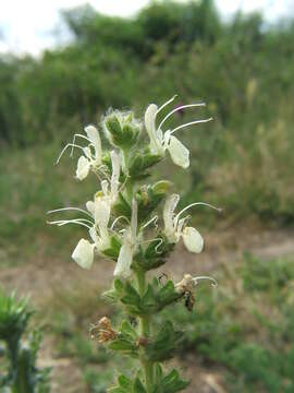 Image de Salvia austriaca Jacq.