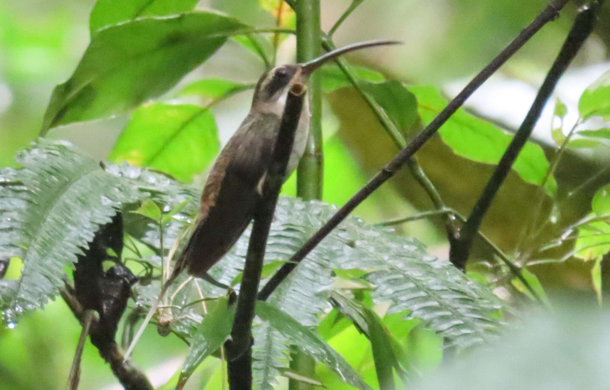 Слика од Phaethornis anthophilus (Bourcier 1843)