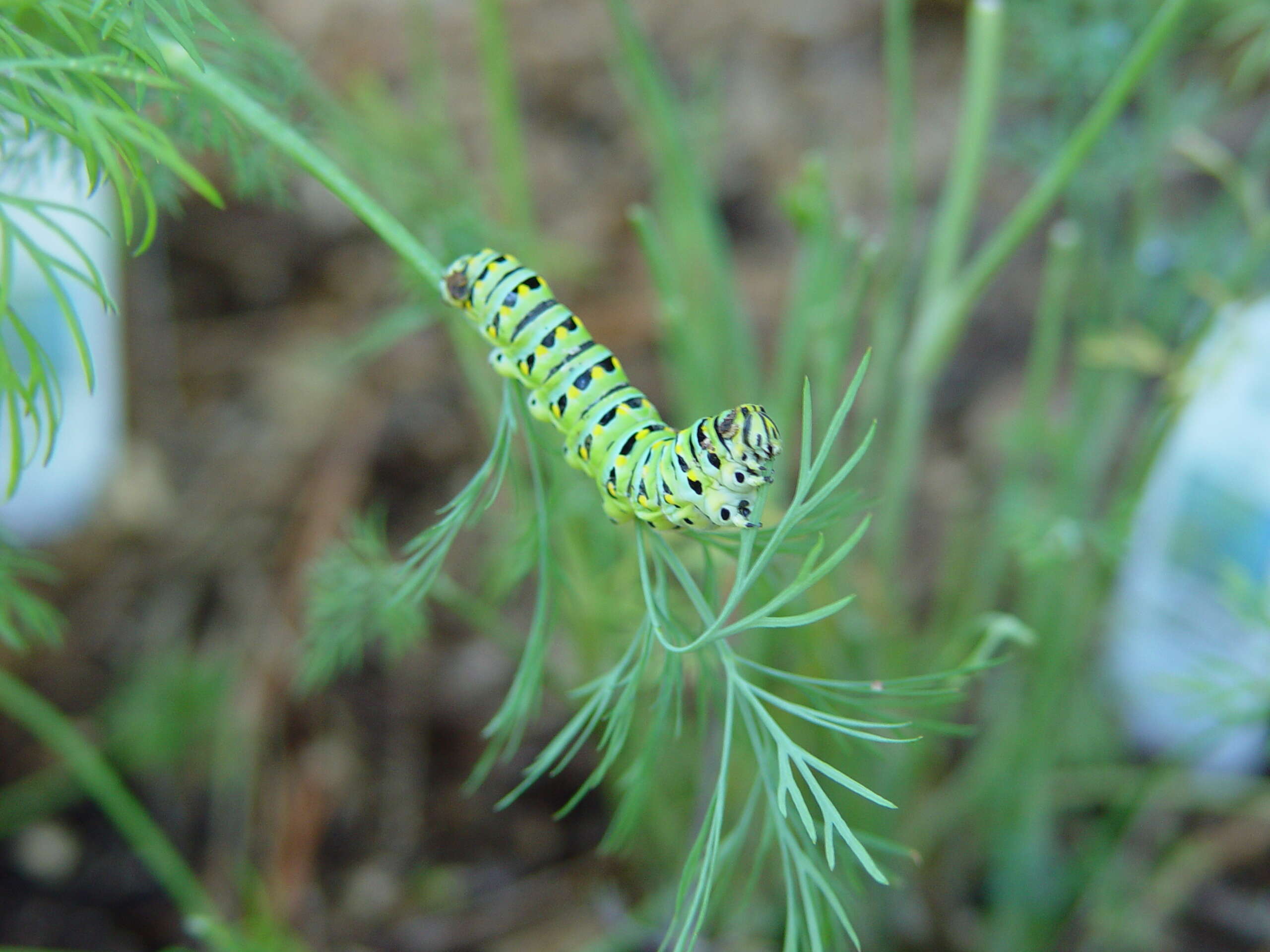 Image of Anise Swallowtail