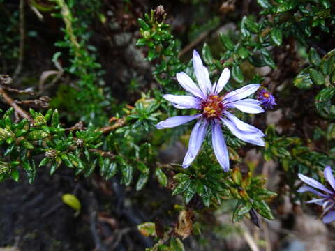 Image de Diplostephium ericoides (Lam.) Cabrera