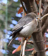 Image of Chestnut-tailed Starling