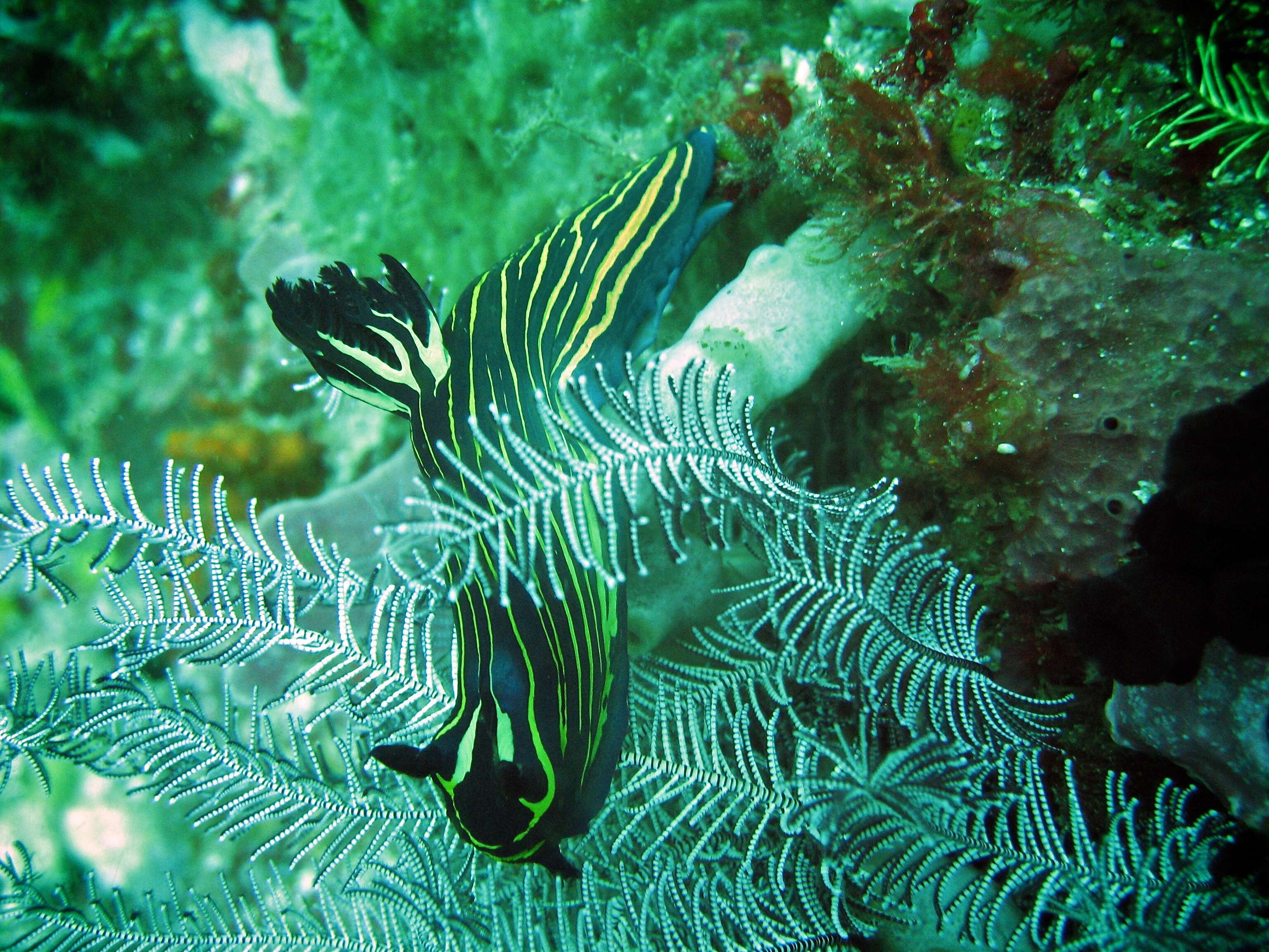 Imagem de Tyrannodoris luteolineata (Baba 1936)