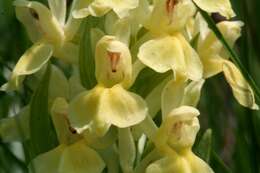 Image of Elder-flowered orchid