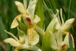 Image of Elder-flowered orchid