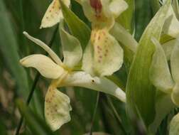 Image of Elder-flowered orchid