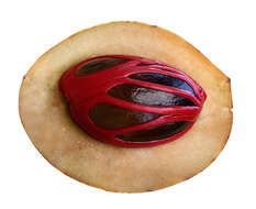 Image of Nutmeg