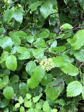 Image of common viburnum