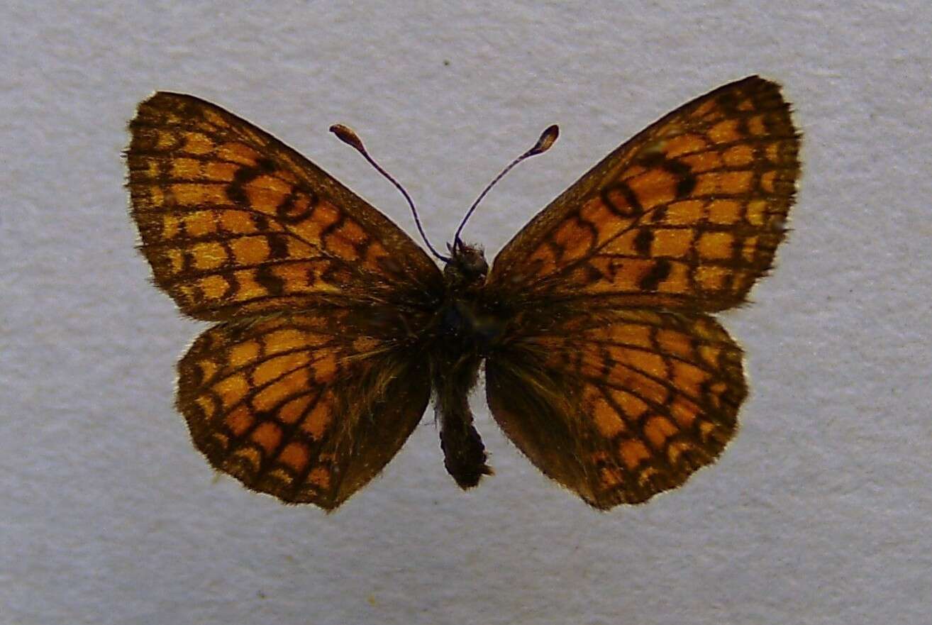 Image of Melitaea parthenoides