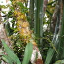 Image of Bulbophyllum cardiobulbum Bosser