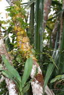 Image of Bulbophyllum cardiobulbum Bosser