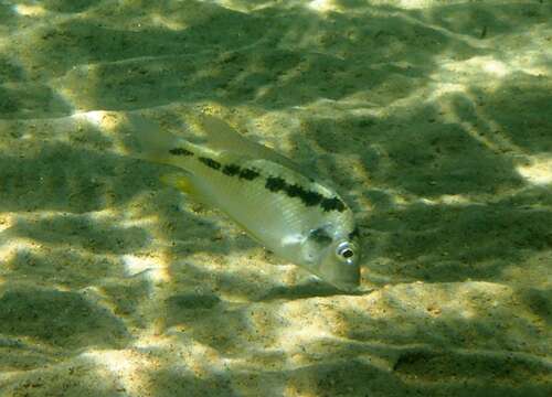 Image de Mylochromis melanotaenia (Regan 1922)