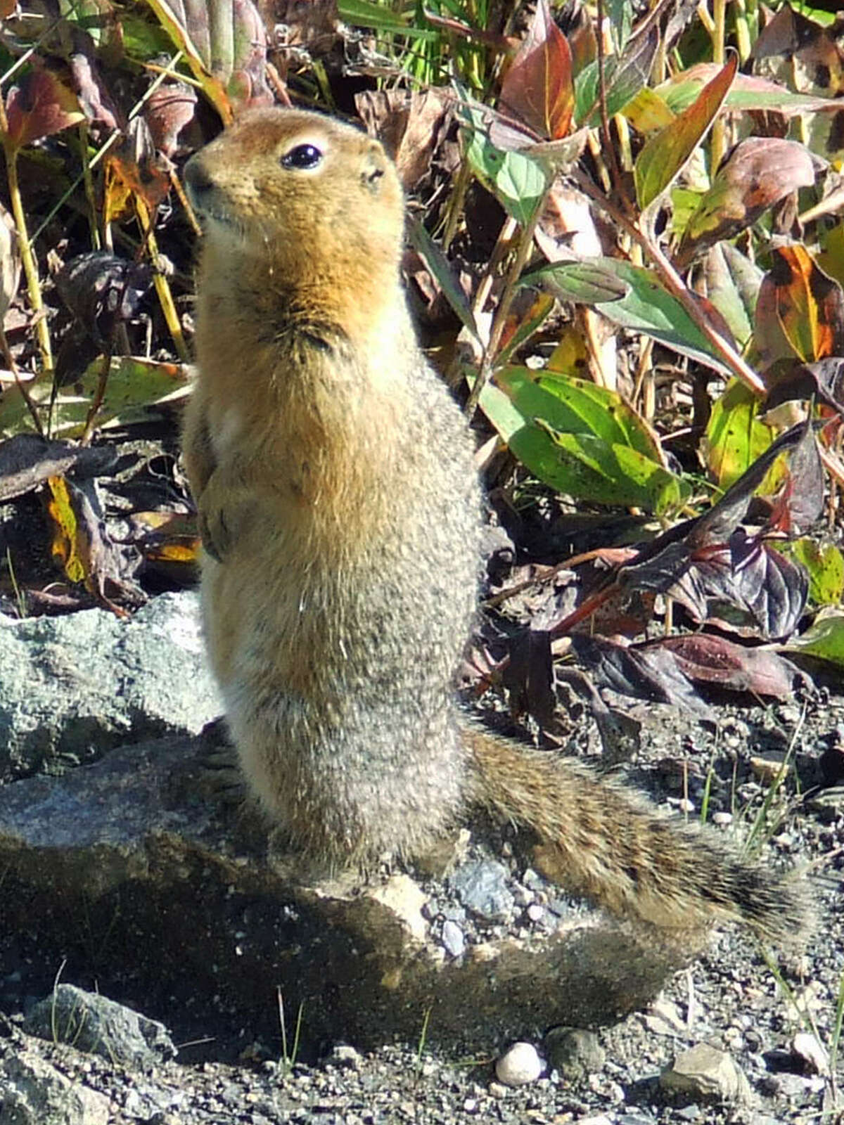 Image of Arctic ground squirrel