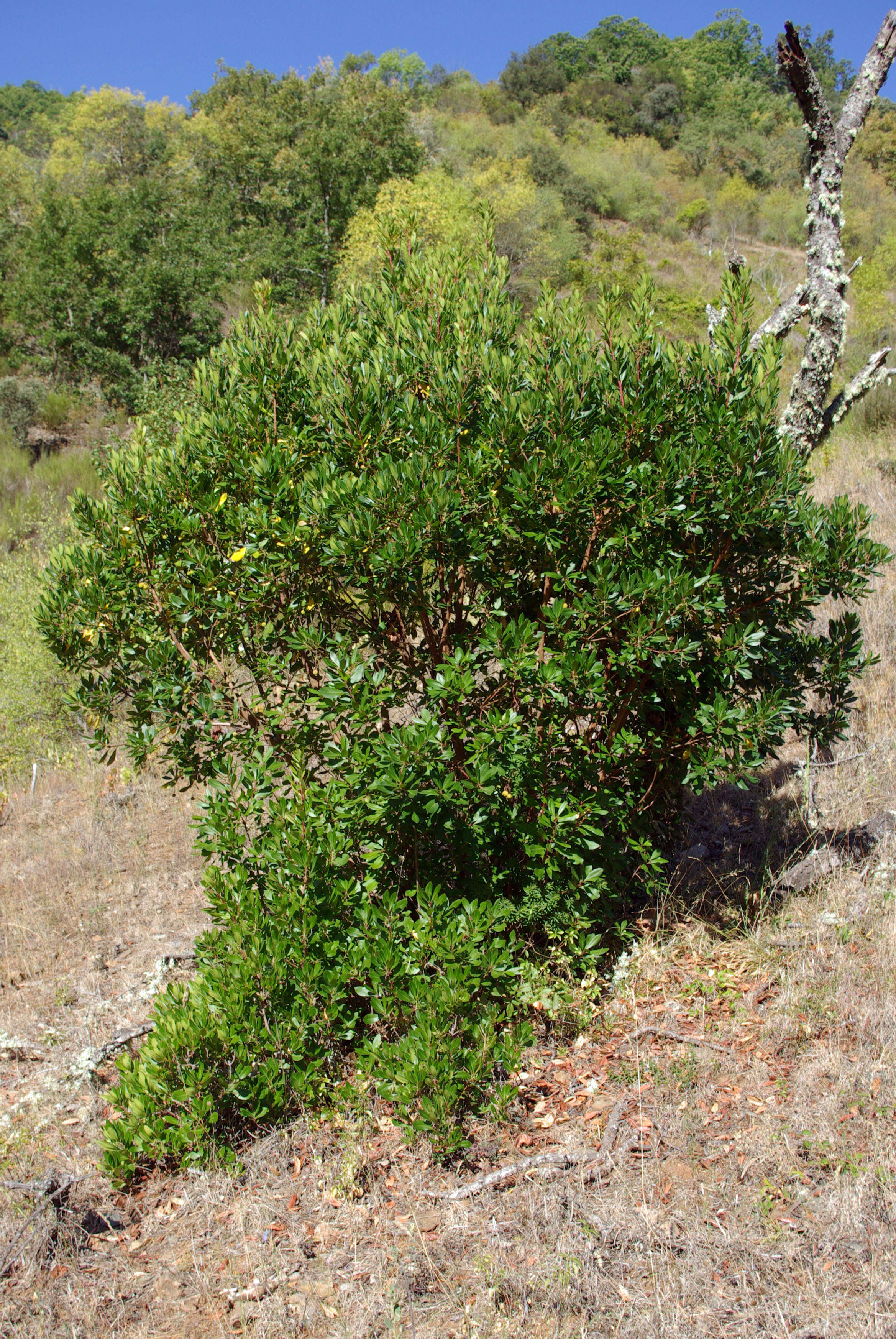 Image of strawberry tree