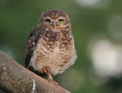 Image of Burrowing Owl