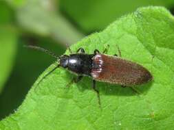 Image of Hemicrepidius niger (Linnaeus 1758)