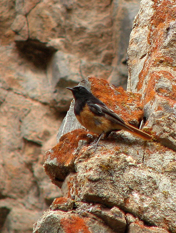 Image of Black Redstart