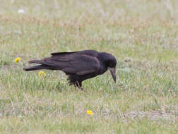 Слика од Corvus frugilegus pastinator Gould 1845