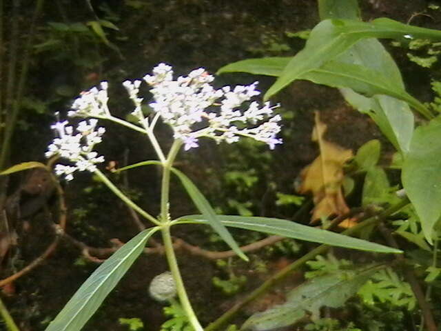 Imagem de Chassalia curviflora (Wall.) Thwaites