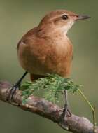 Image of Rufous Hornero