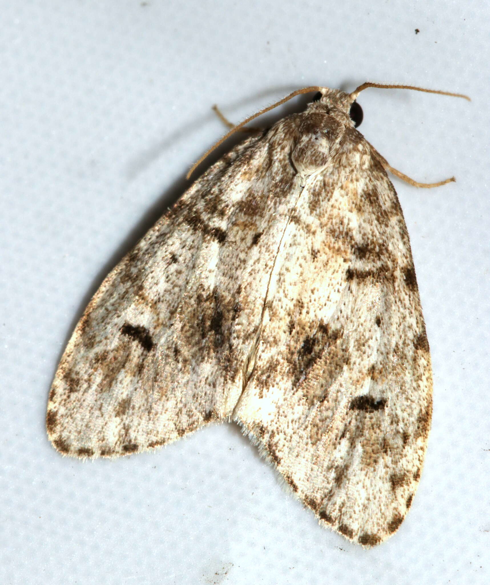 Image of Clemensia umbrata Packard 1872