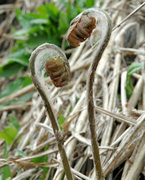 Image of Osmunda japonica Thunb.