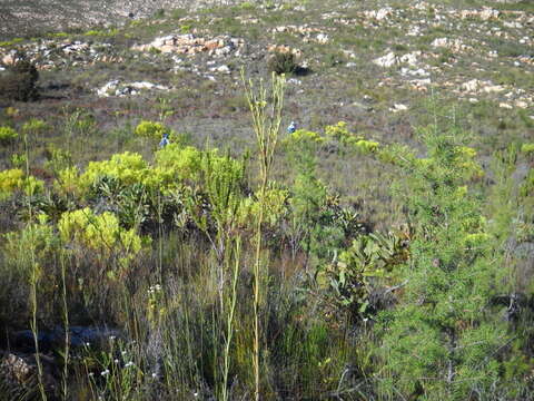 Image of Thesium strictum P. J. Berg.