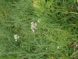 Achillea alpina subsp. alpina resmi