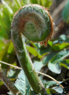 Image of Osmunda japonica Thunb.