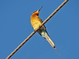 Image of Blue-tailed Bee-eater