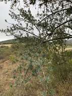 Image of Breede River Yellowwood