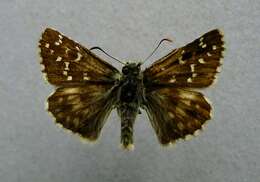 Image of large grizzled skipper