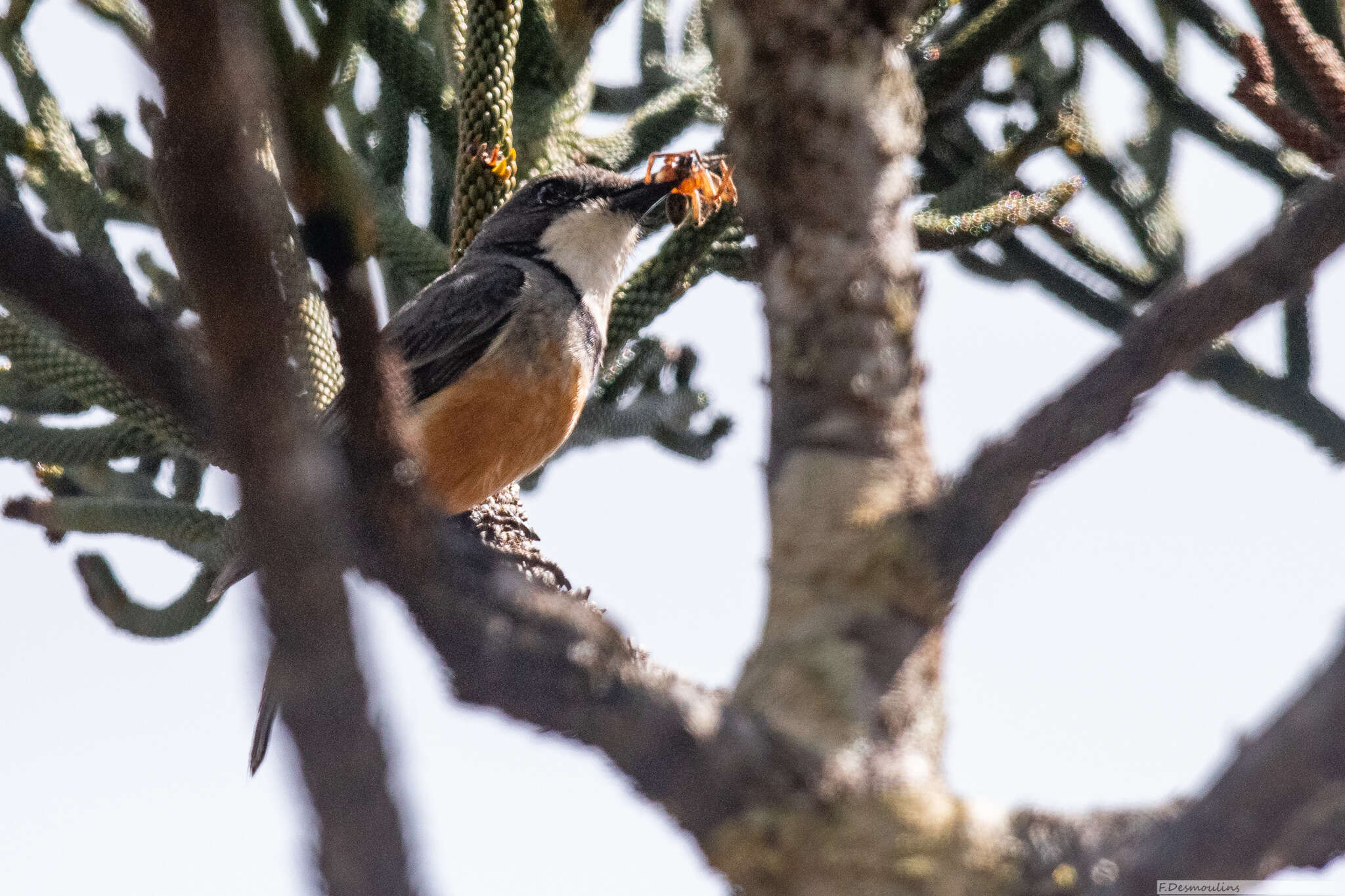 Sivun Pachycephala rufiventris xanthetraea (Forster & JR 1844) kuva