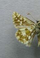 Image of large grizzled skipper