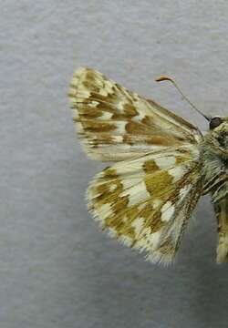 Image of large grizzled skipper