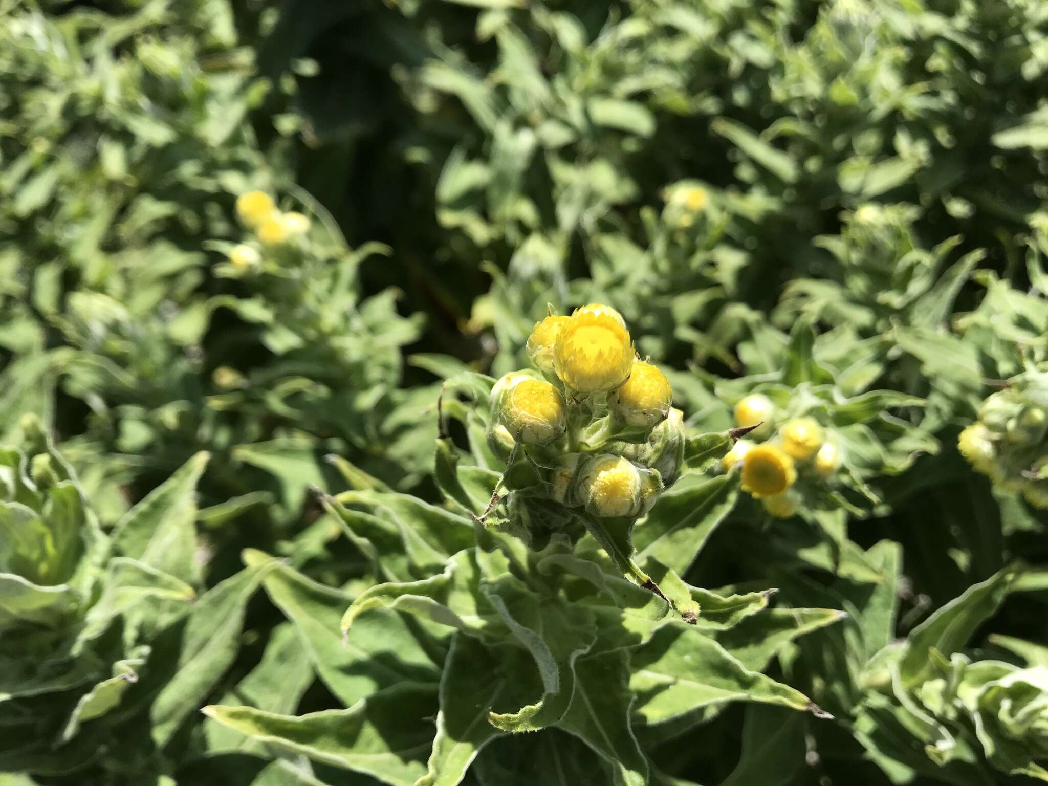 Image of stinking strawflower