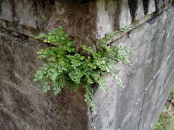 Sivun Asplenium ruta-muraria subsp. ruta-muraria kuva