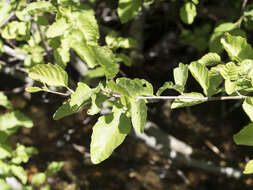 Image of thinleaf alder