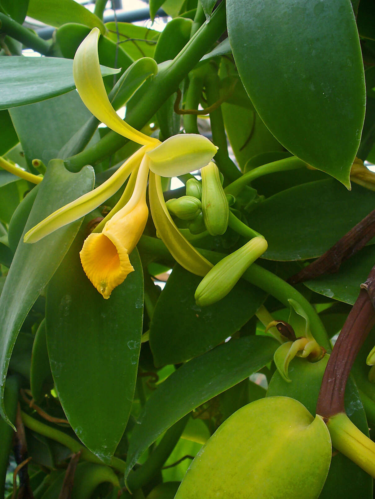 Image of West Indian vanilla