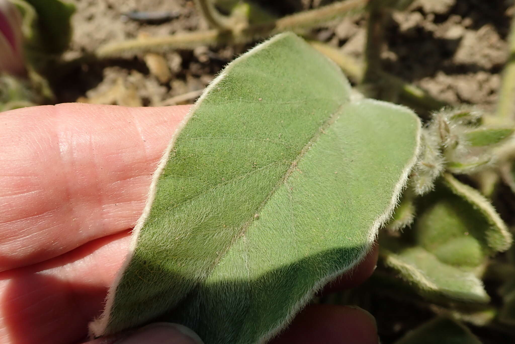 Image of Ipomoea pellita Hall. fil.