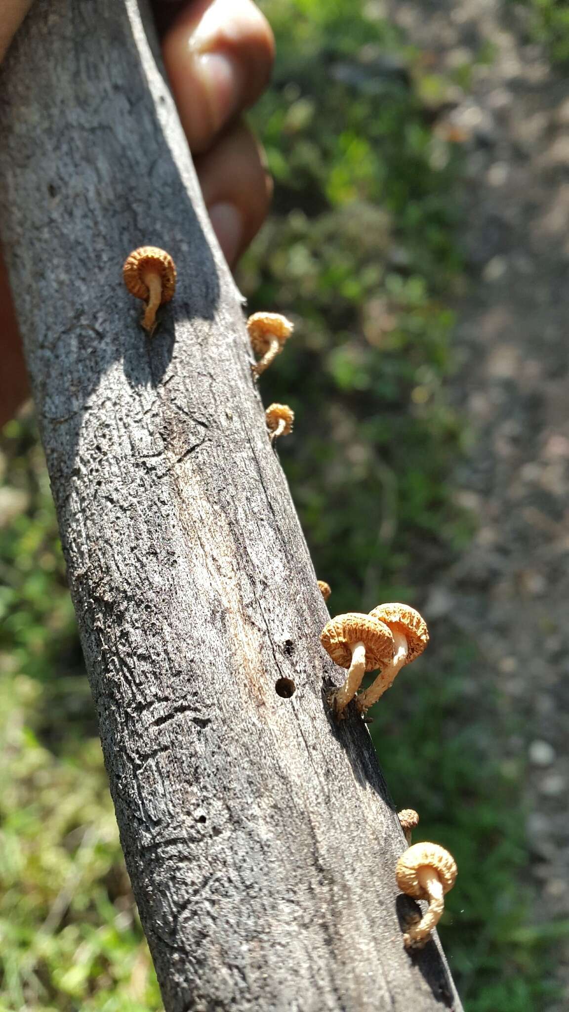 Image de Heliocybe