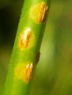 Image of Puccinia austrina McKenzie 2008